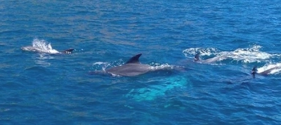 Captain´s diary - A summer of dolphins, orcas and whales!