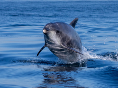 Observação de Golfinhos