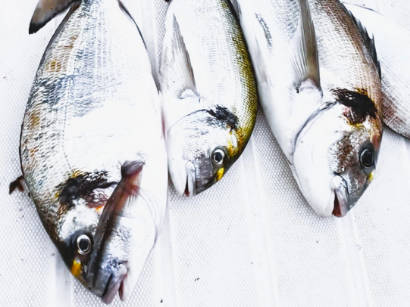 Saídas de pesca às douradas no Cabo Espichel em Sesimbra