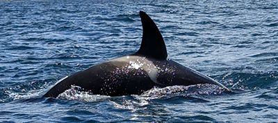 A População de Orcas Ibéricas: Um Equilíbrio Frágil
