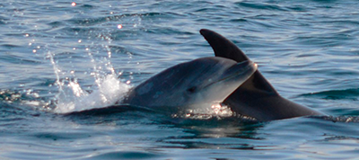 Compartir el océano