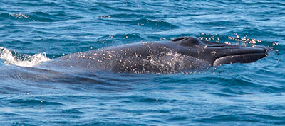 Partager l'océan Partie 2 - Les meilleurs moments d'observation des baleines en 2024