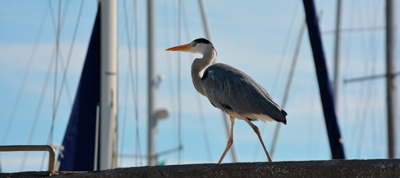 Sesimbra et sa faune aviaire: Un paradis pour les observateurs d'oiseaux