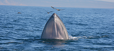 Três novas espécies de ctáceos avistadas na zona de Sesimbra