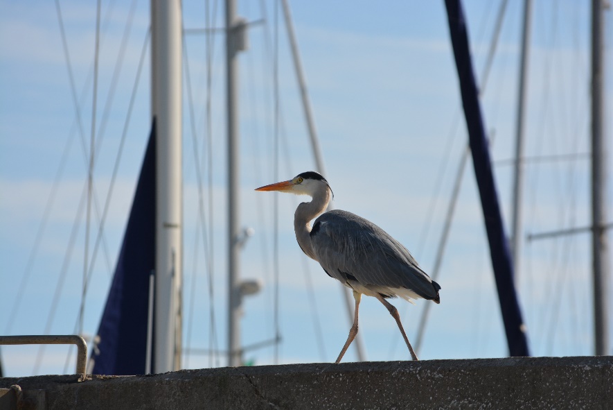 Avifauna Sesimbra